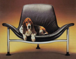 LeatherFurnitureCleaning.com - Dog
